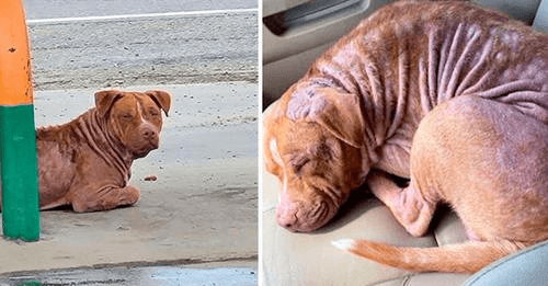 Perrito sin hogar se queda dormido en un auto y se da cuenta que ha sido adoptado