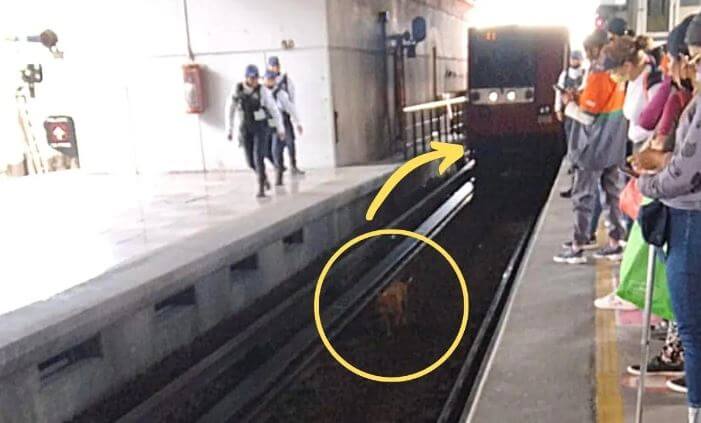 Conductor de tren prefirió llegar tarde a su destino que atropellar a un perrito