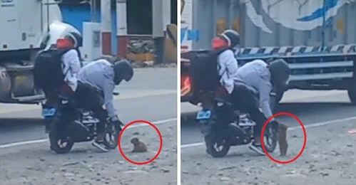Motociclistas encuentran perrito pequeño en la carretera y lo rescatan