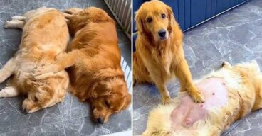 Le otorgan título de "marido ideal" a golden, por su dedicación al cuidar de su pareja embarazada