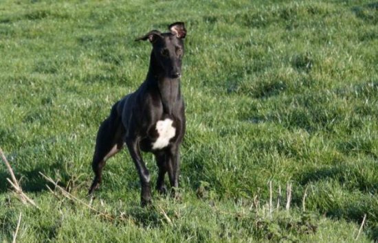 Alles über den Lurcher Hund