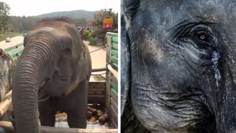 Elefanta de 73 años, ciega y sorda llora cuando es rescatada y vuelve a la libertad