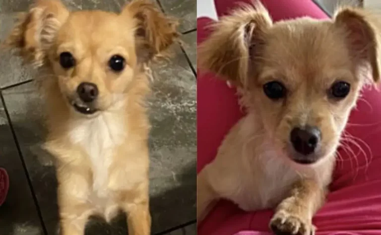 Suplican que devuelvan a su perrita y ofrecen recompensa: "tu dueña sufre por tu ausencia"