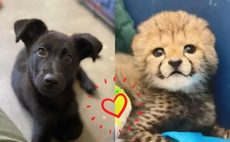 Perrita rescatada se convierte en la mejor amiga de un bebé guepardo
