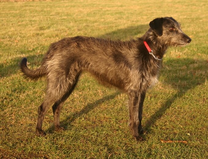 A lurcher dog.