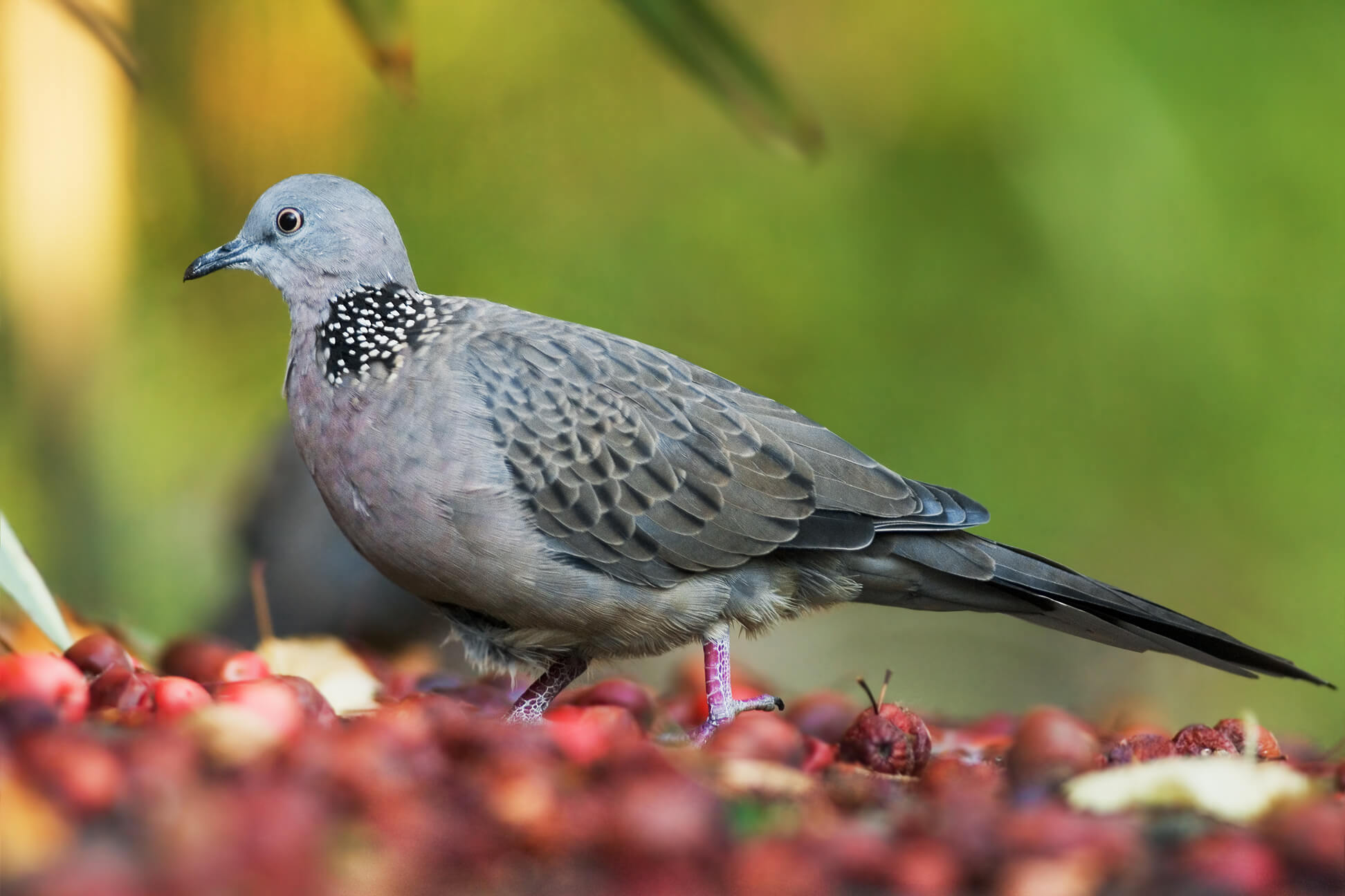 A spotted dove.