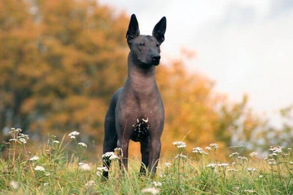 Tüysüz Meksika köpeği çimlerde