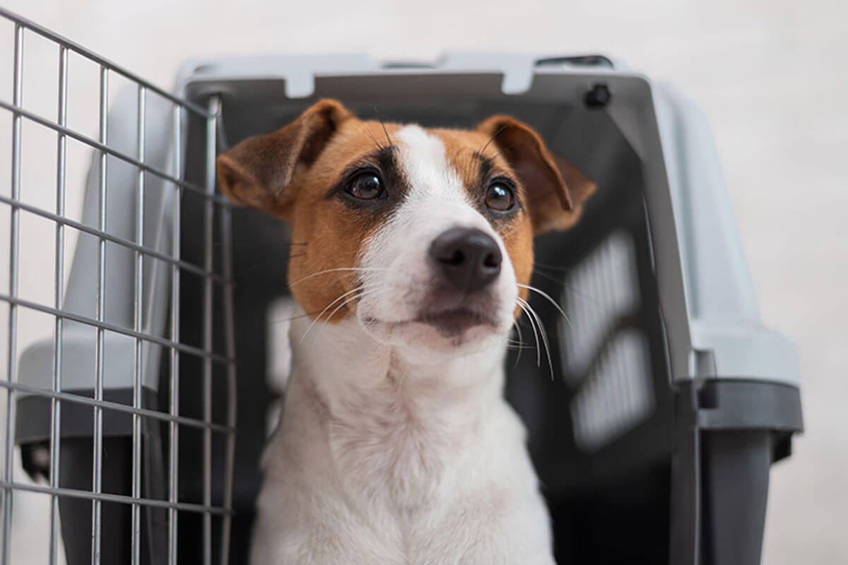 Las aerolíneas suelen pedir que el tutor lleve a su perro en un transportín.