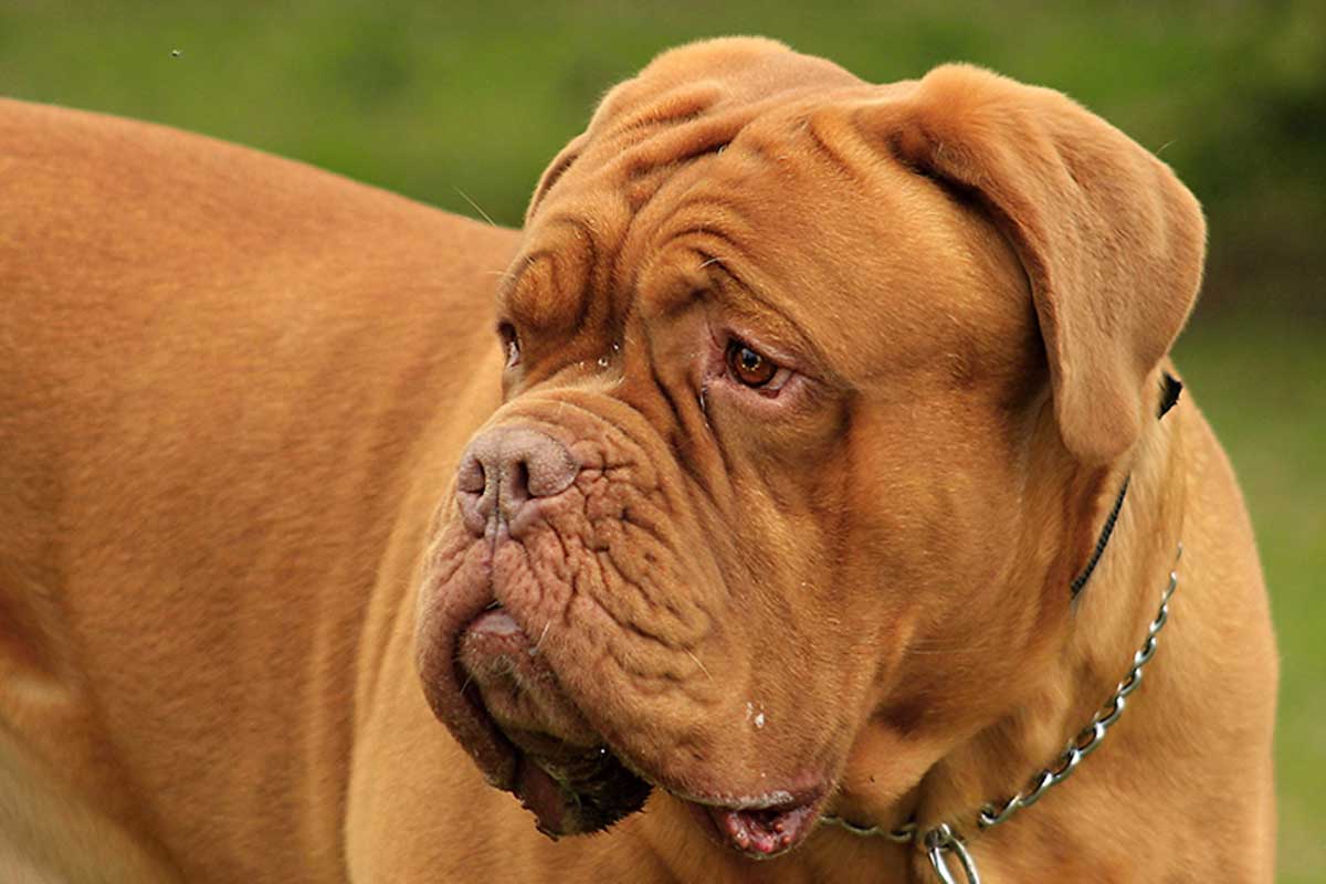 Algunas aerolíneas permiten viajar con perros braquicéfalos como el dogo de burdeos.