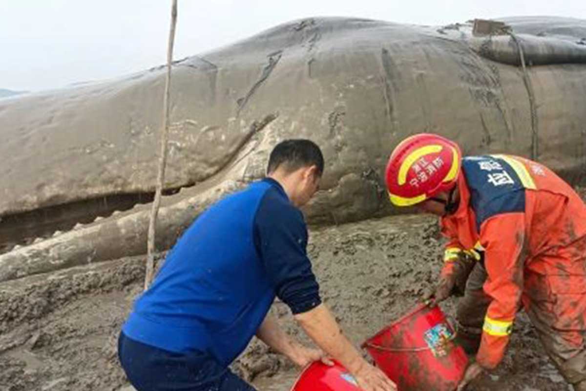El cachalote sobrevivió tras 20 horas de rescate.