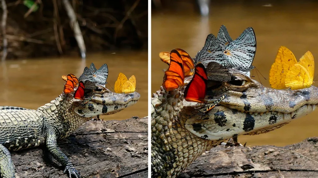 Impresionante foto de "un caimán con una corona de mariposas"