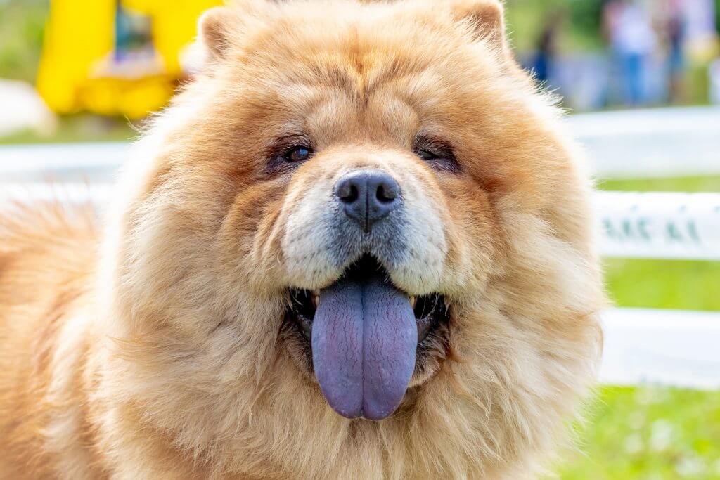 perros chow chow
