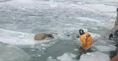 Perrita se estaba congelando del frío, bombero se tambalea en el hielo tratando de rescatarla