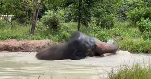 Elefante padeció maltrato por años en un zoológico, lo liberaron y ahora vive feliz en un santuario