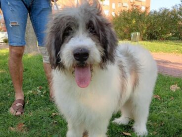 Todo sobre el pastor rumano de Mioritza