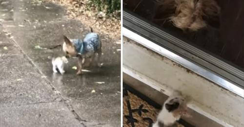 Perrito da su paseo matutino y regresa con una gatita que rescató