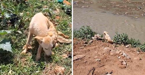 Historia de un perrito que se estaba dejando morir en un canal, no quería sufrir más