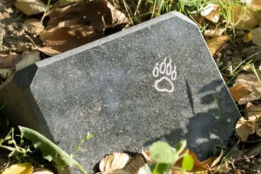 La tumba de Hachiko y cómo se puede llegar