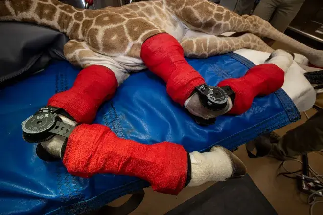 Las prótesis de la jirafa.