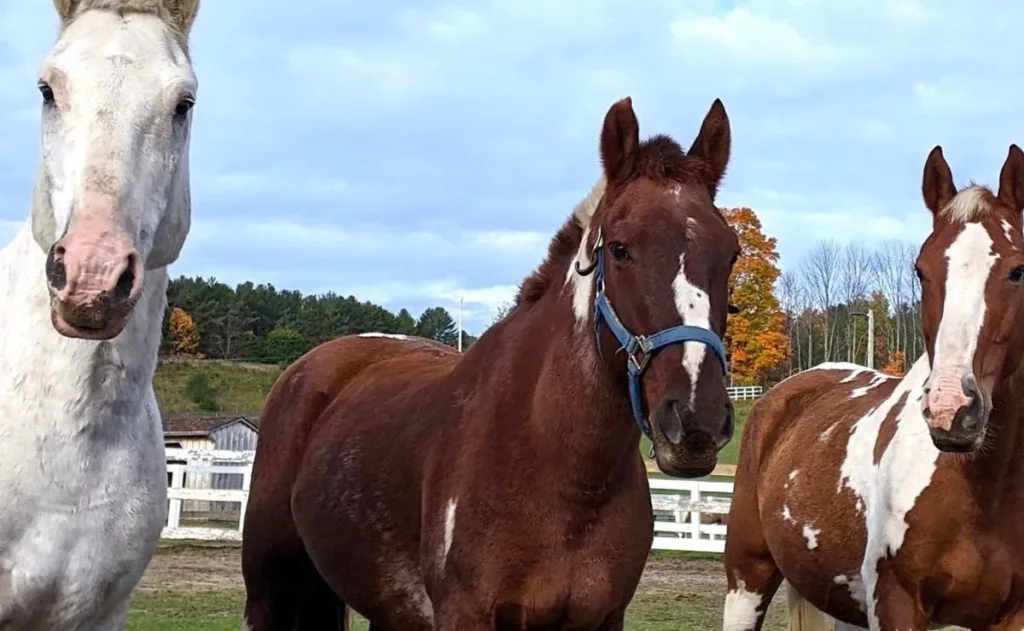 Los 3 caballos.