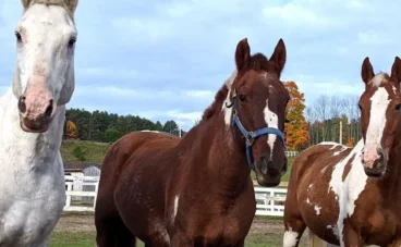 El dopaje en caballos de competición