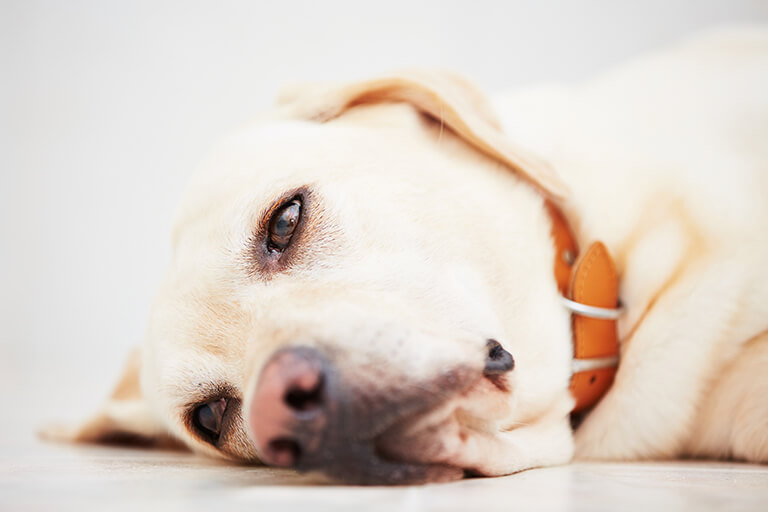 Quemaduras en perros: ¿cómo tratarla?