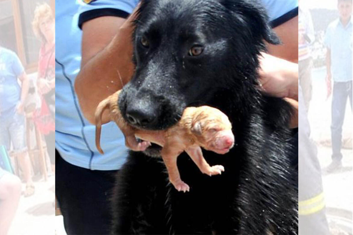 La mamá canina logró rescatar a todos sus bebés.