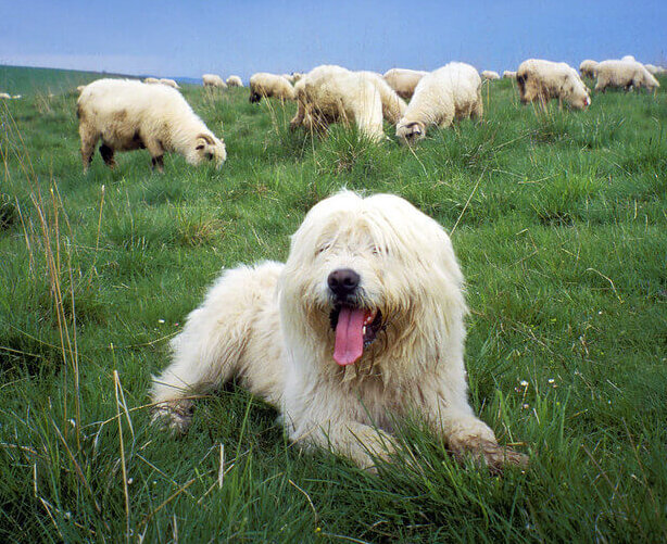 Een hond tussen de schapen