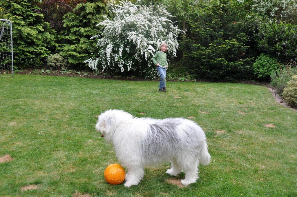 Pastor rumano de mioritza jugando con pelota