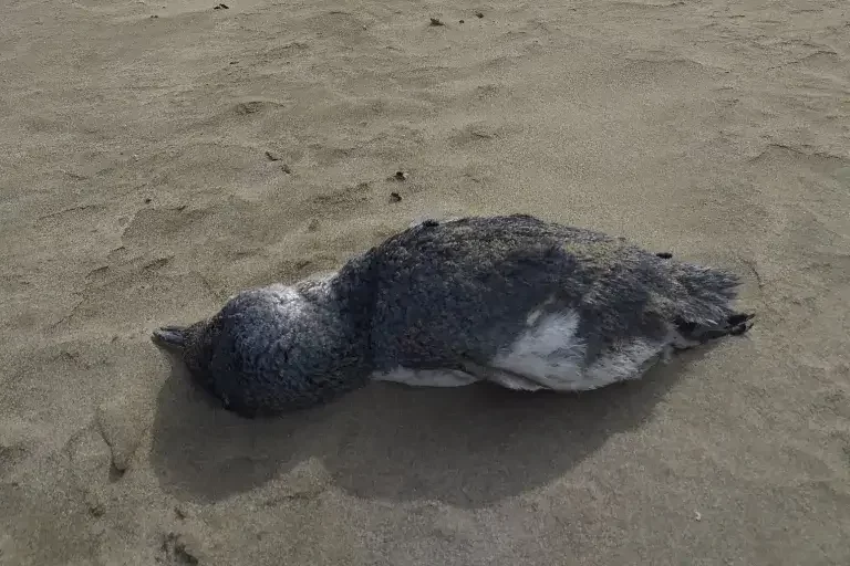 Uno de los pequeños pingüinos azules fallecido.