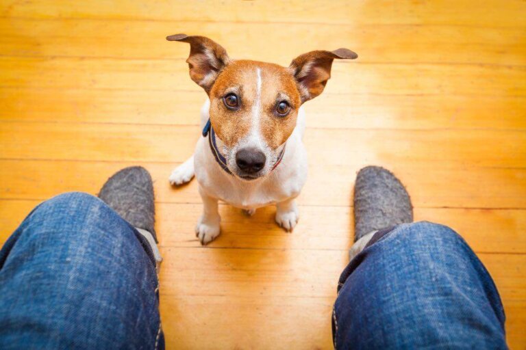 Técnicas de adiestramiento canino
