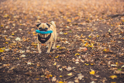 perro bulldog recogiendo disco en parque