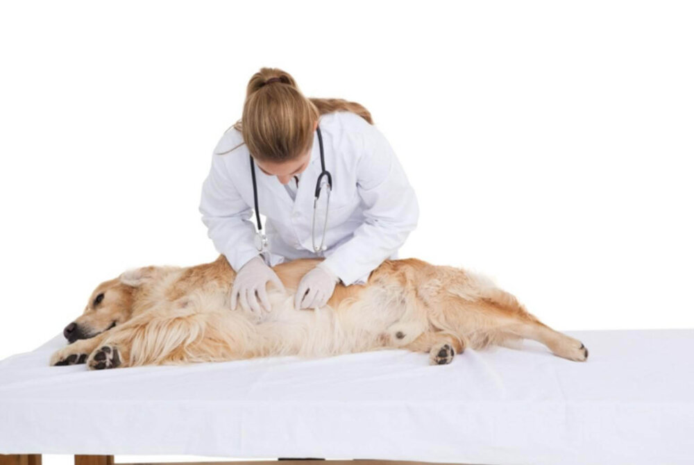 Veterinario visita un cane.