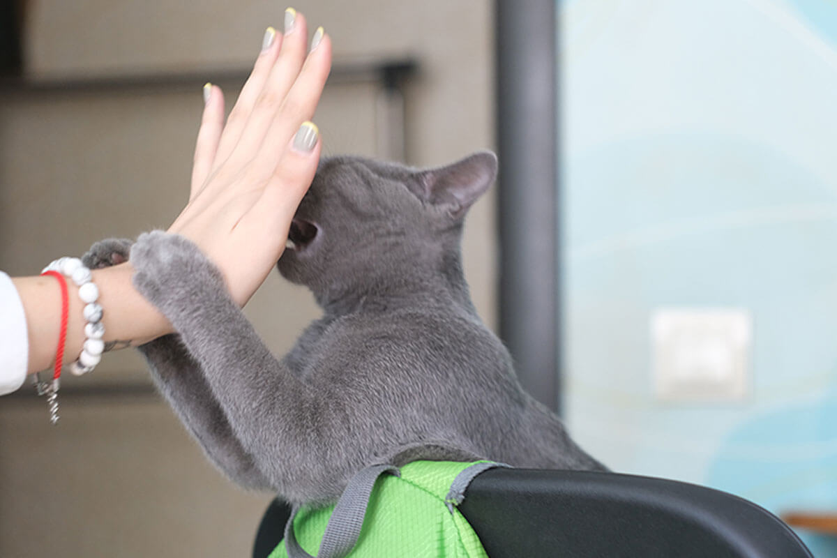 Un etólogo puede ayudarte a corregir al gato que ataca tus manos.