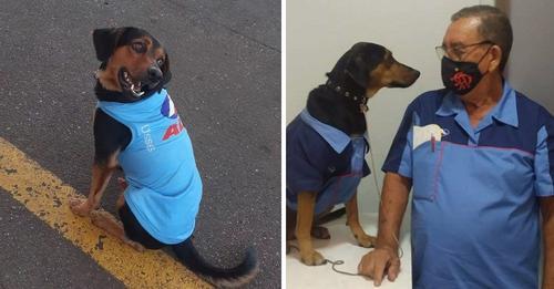 Adoptan a perrito callejero que llegó lesionado a una gasolinera