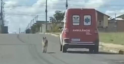 Perrito fiel corre detrás de la ambulancia que se lleva a su dueño a urgencias
