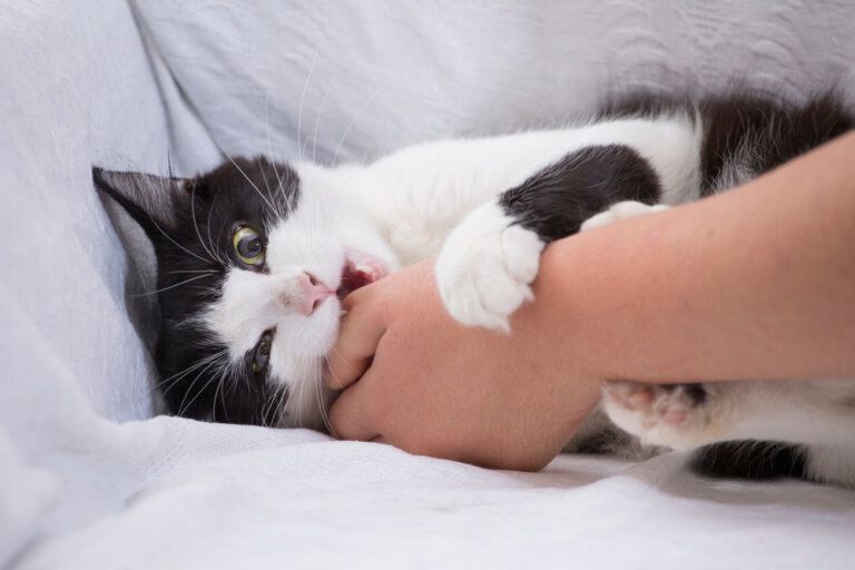 ¿Sabes por qué tu gato ataca manos y pies cuando está jugando?