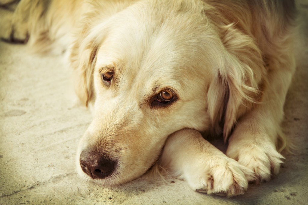 ¿Sabías que los perros presienten el fallecimiento de las personas?