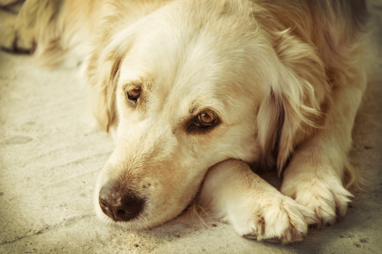¿Sabías que los perros presienten el fallecimiento de las personas?