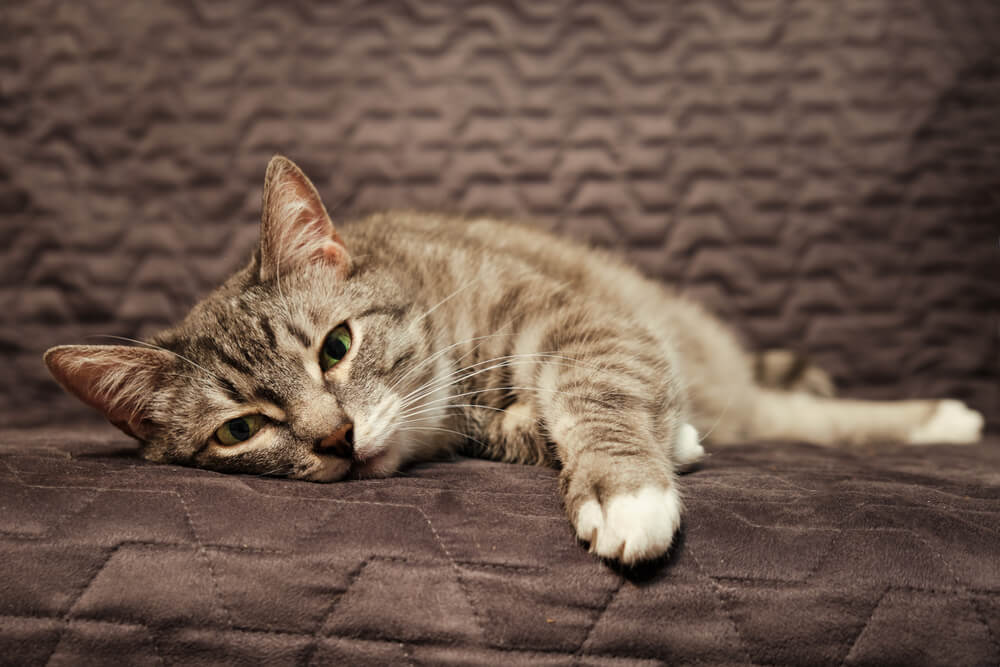 El mal olor, uno delos signos que indican que tu gato puede estar en sus últimos días.
