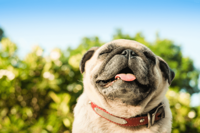 Aerolíneas que permiten viajar con perros braquicéfalos