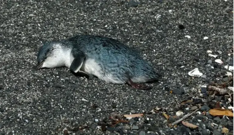 Aparecen muertos pequeños pingüinos azules en las costas de Nueva Zelanda