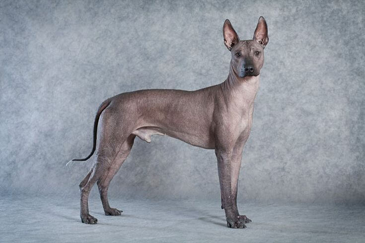 A hairless dog.