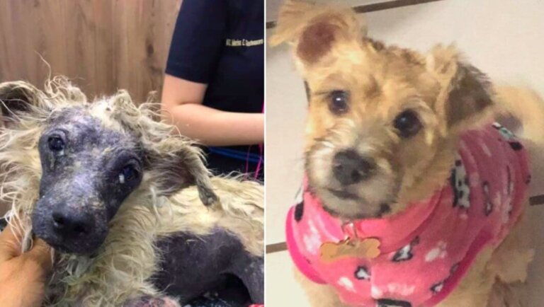 Zary: perrita callejera que nadie quería por como lucía, ahora es la más hermosa
