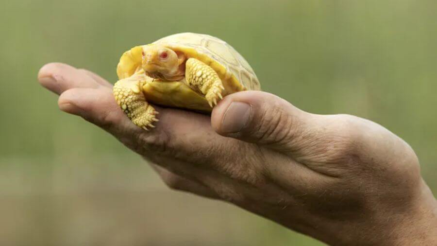 Bir albino kaplumbağası.