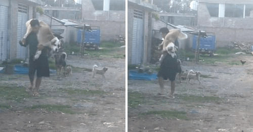 Graban a hombre cargando a su perro en la espalda para que ningún otro canino le pudiera hacer daño