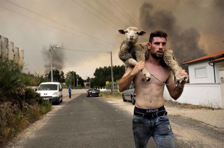 "Quería ayudar a los demás": joven cargó en hombros a una oveja para rescatarla de los incendios en Portugal