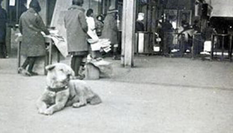 Hachiko esperaba a su dueño cada tarde. 