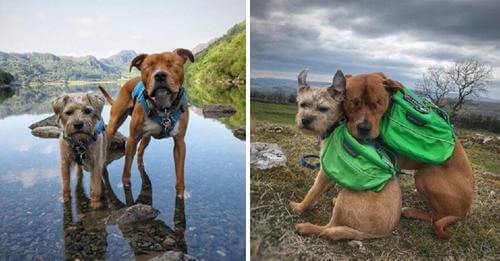 Perrito guía se convirtió en el mejor amigo de un perro ciego, todos los rechazaban pero él no