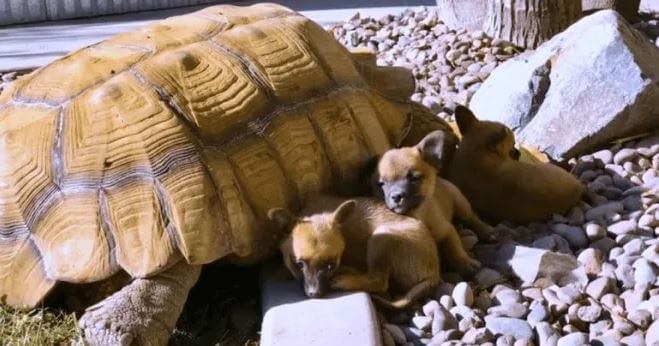 Cachorritos huérfanos hallaron consuelo con una tortuga